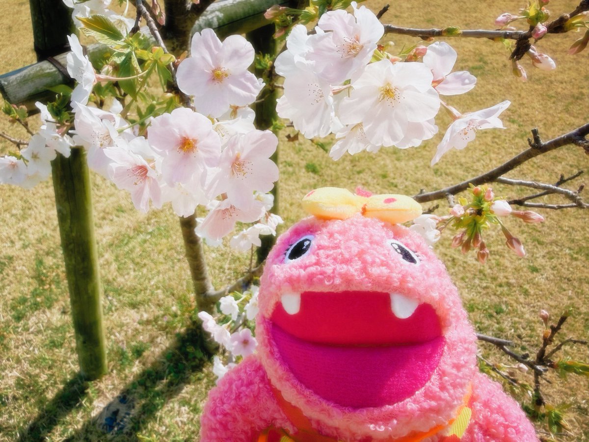 いけいけがんこちゃん tweet media