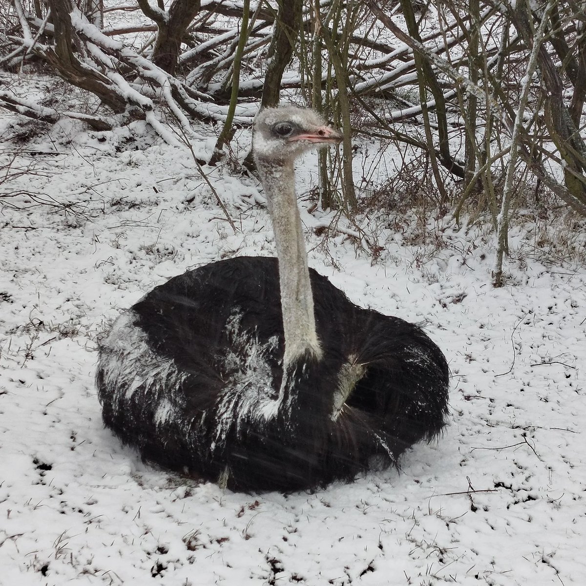 Daktilock tweet media