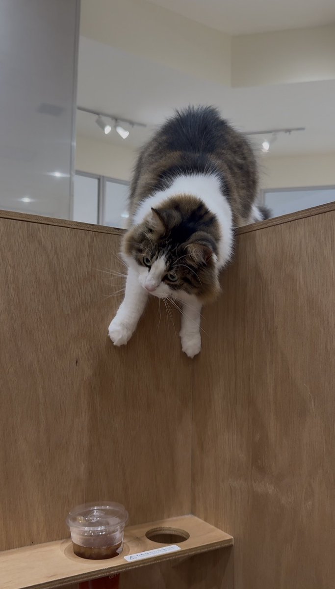 あやのすけ tweet media