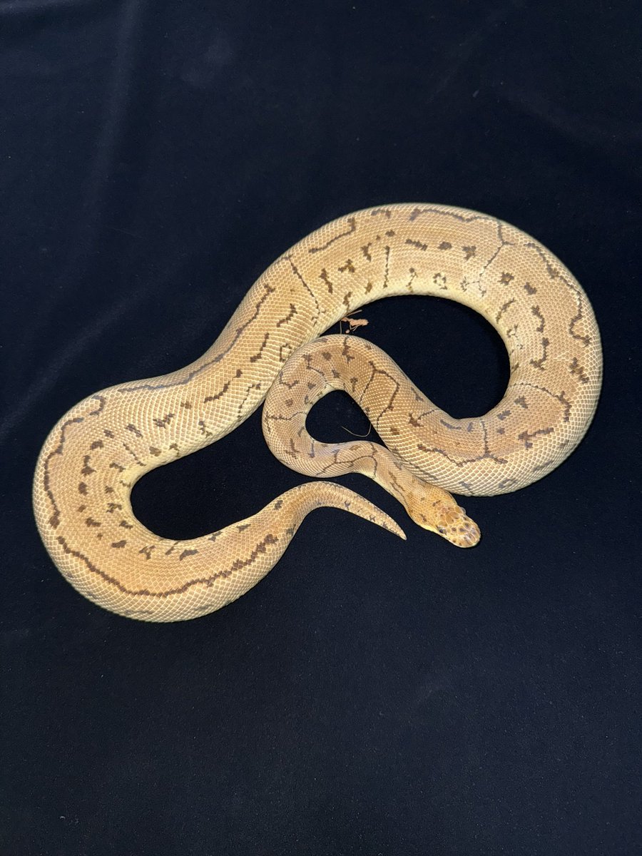 DAVINCI REPTILES：たいが😜 tweet media