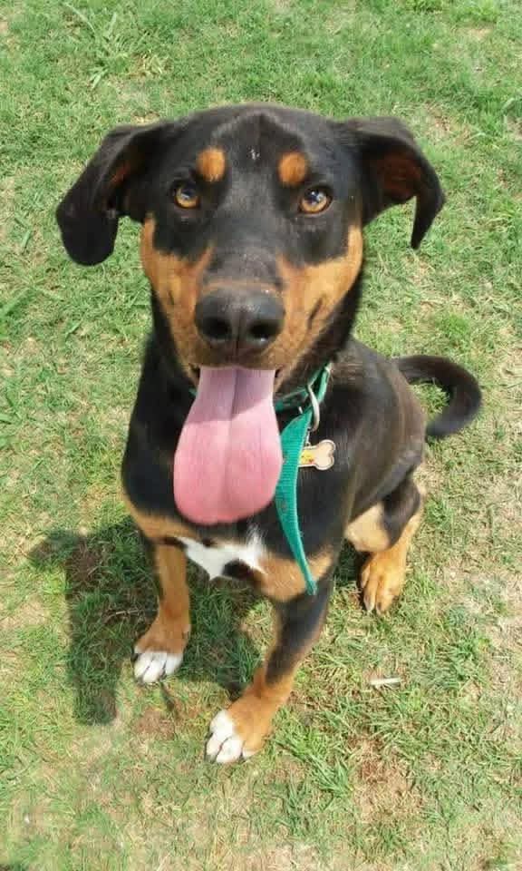 El Campito Refugio tweet media