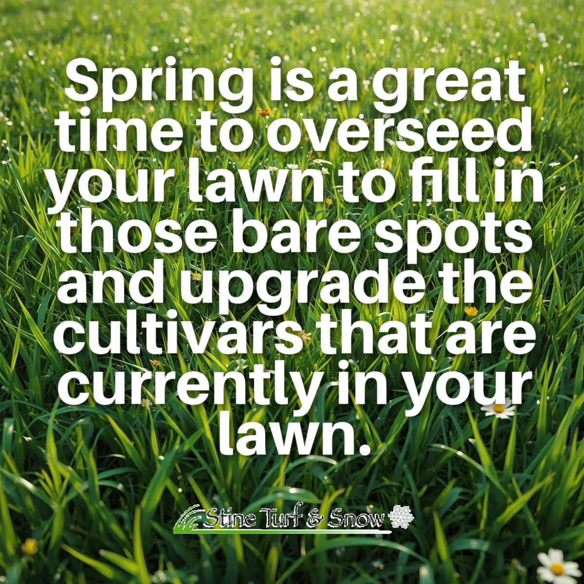 Stine Turf & Snow tweet media