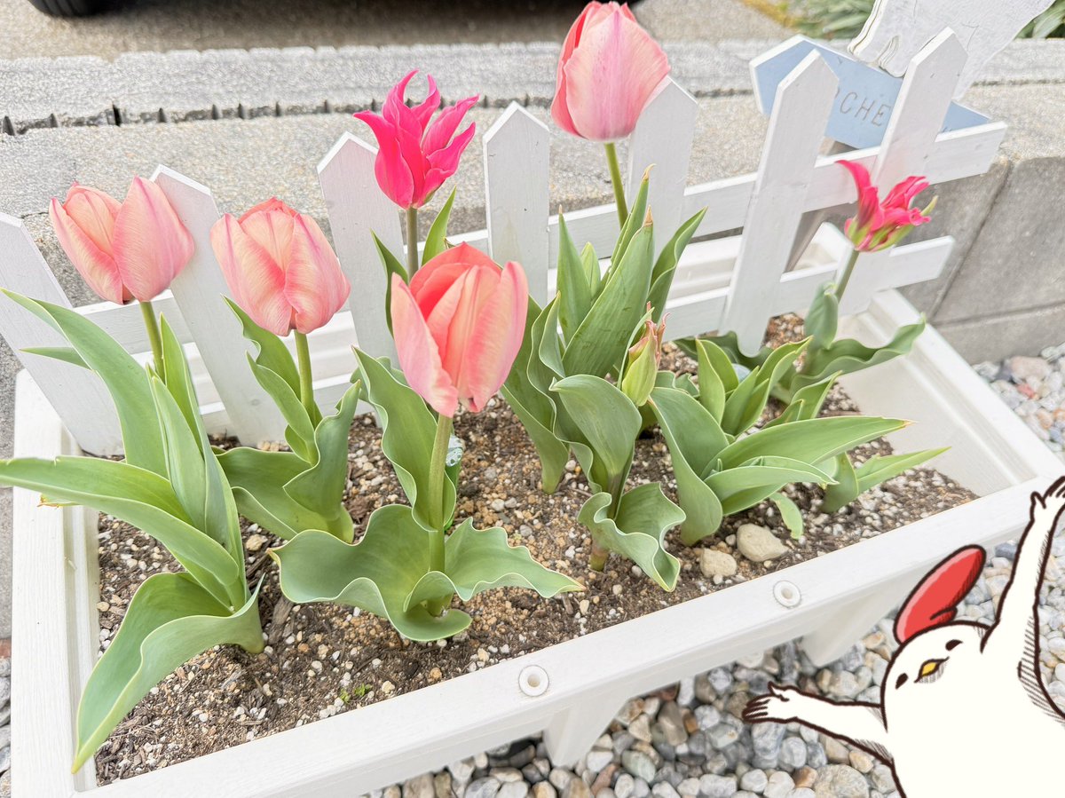 せせり🌼🦊 tweet media
