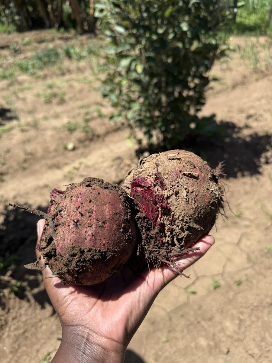 Somoina Kapeen tweet media