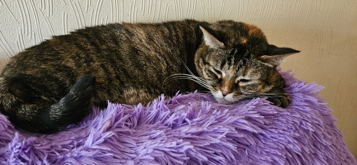 CroustiKat tweet media