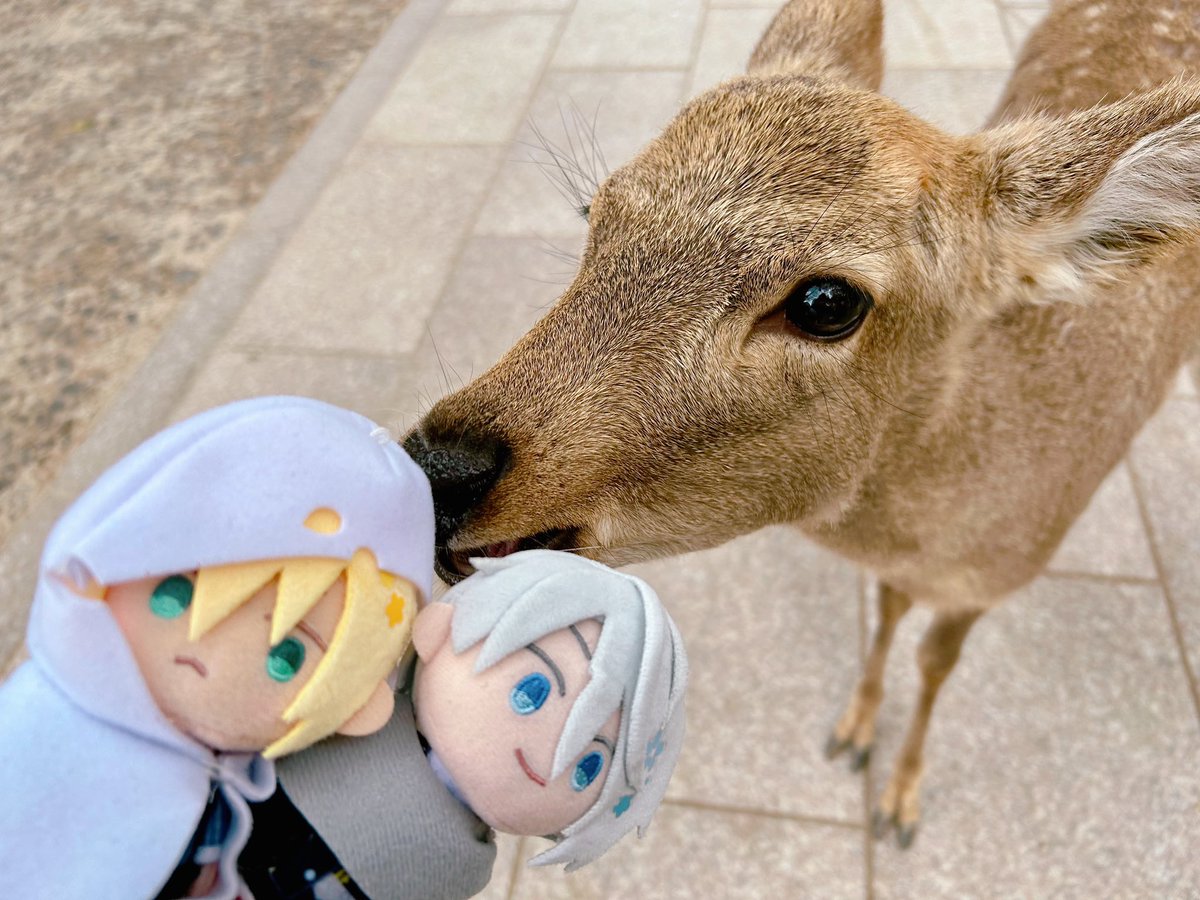 おねふじこ tweet media