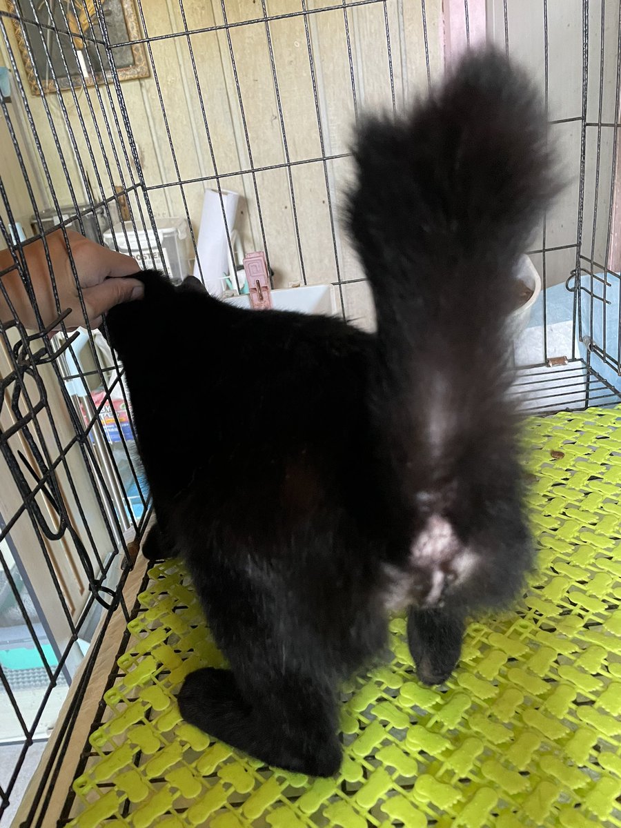 نینا✨ tweet media