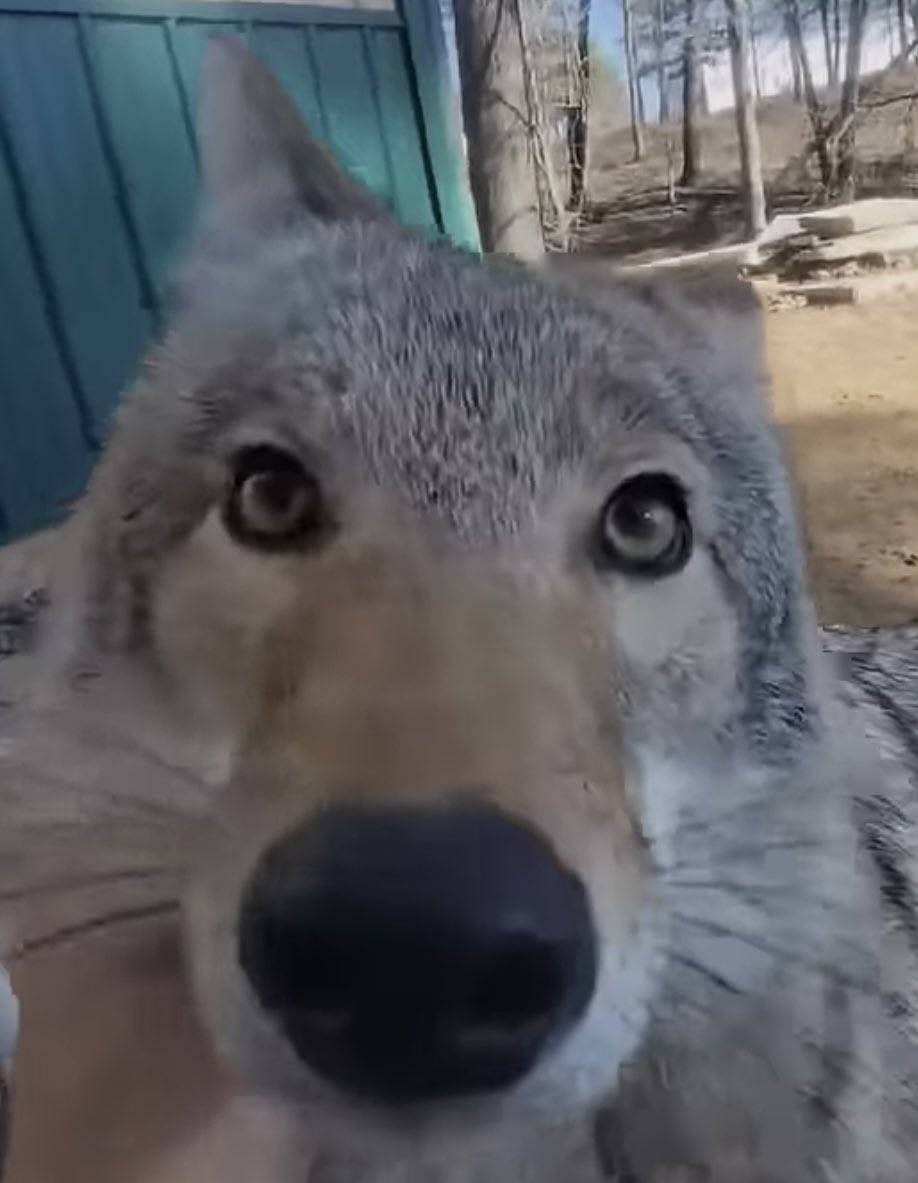 🌙Golden Crescent 🌙 tweet media