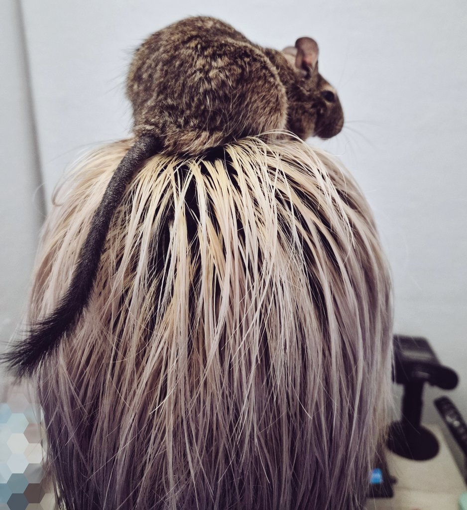 匠馬千晶🐴匠馬(takuma) tweet media