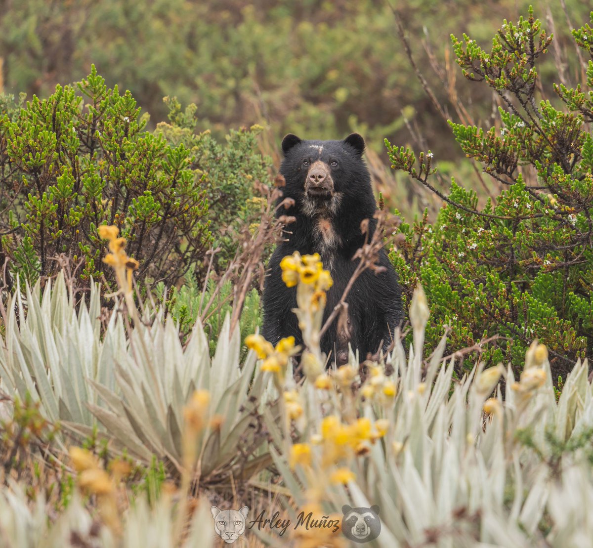 Arley Muñoz tweet media
