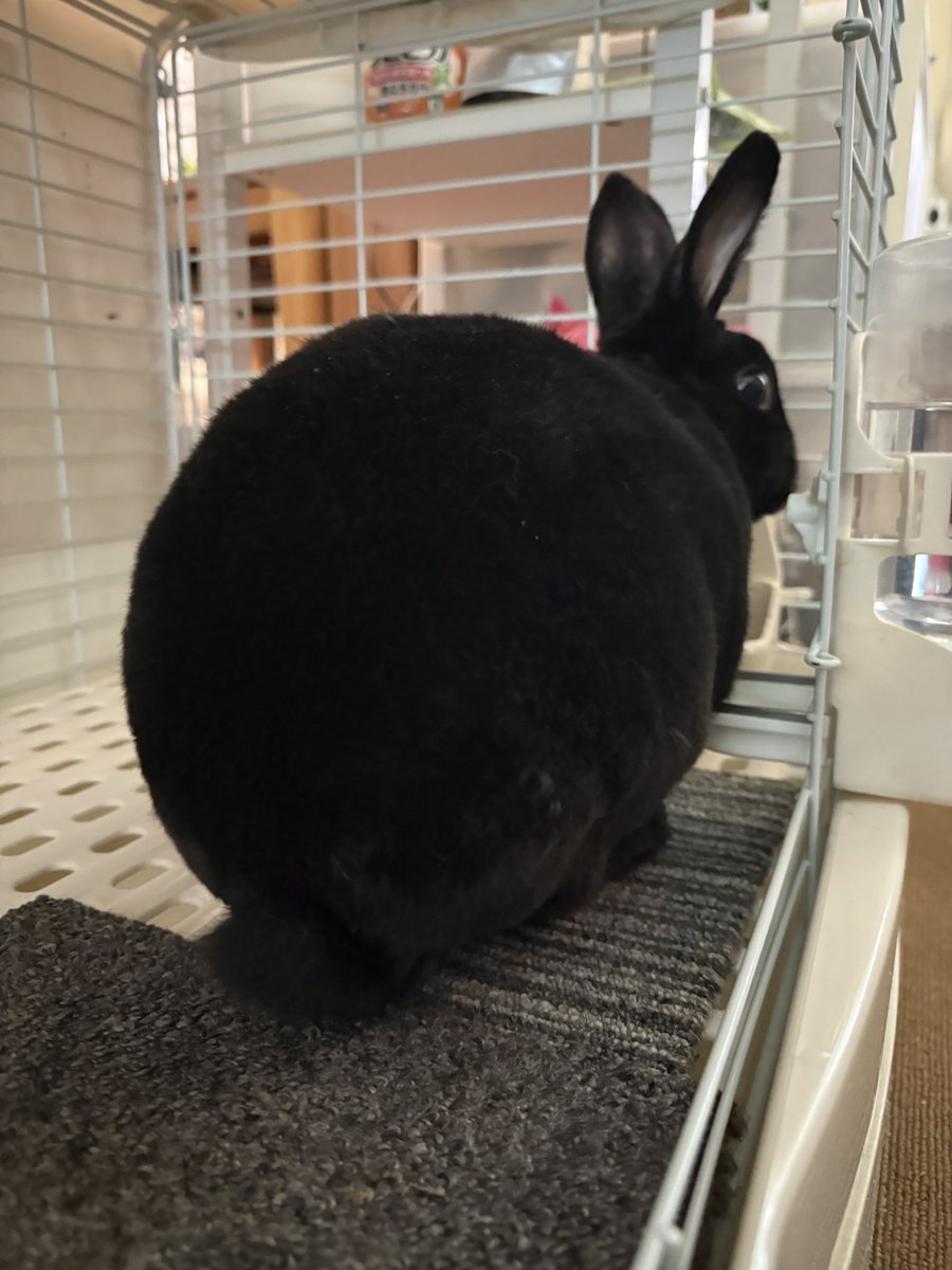 くろいうさぎたち🐰 tweet media
