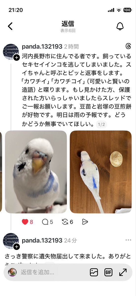 迷子のコザクラインコくぅちゃん tweet media