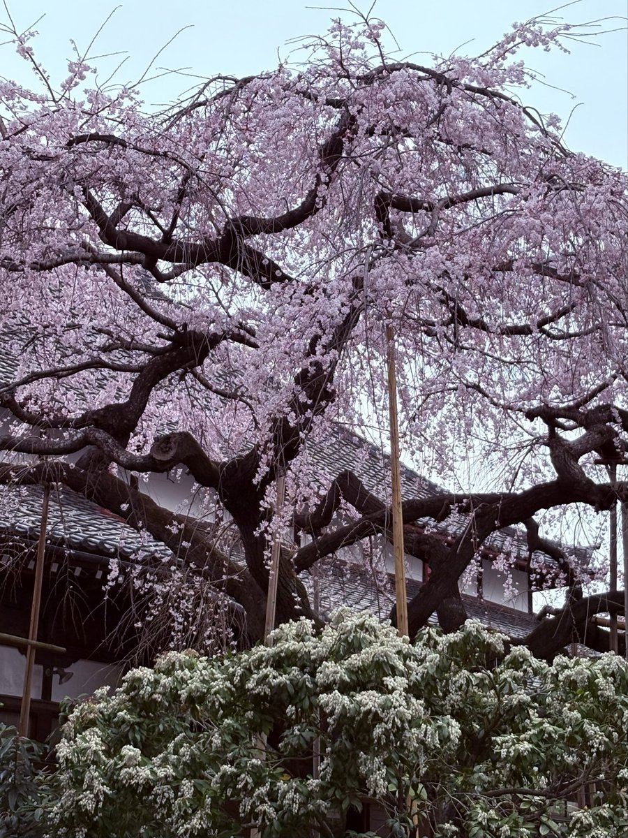 埼玉会館裏の玉蔵院の🌸
今年はタイミングよく見られました˚✧₊⁎⁎⁺˳✧༚