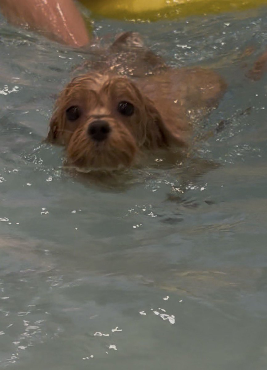 스타견 낫또 tweet media