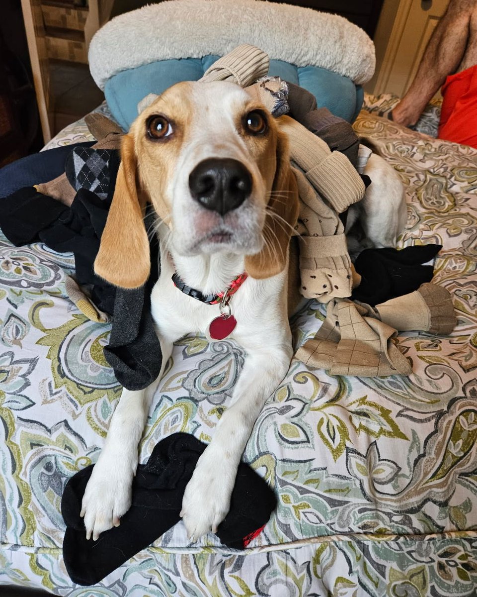 Beagle Facts tweet media