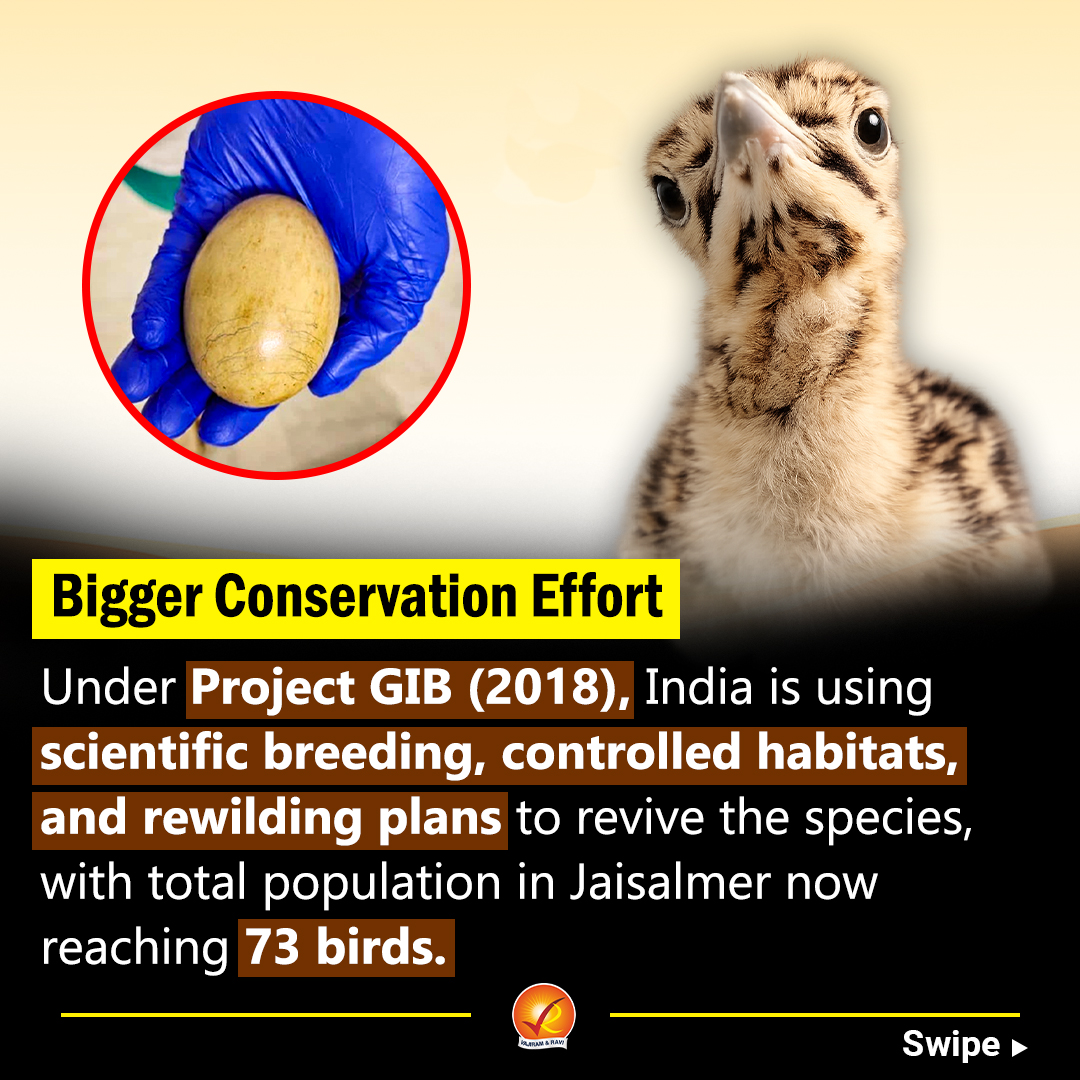 VajiramRavi's tweet image. India records a breakthrough 

A Great Indian Bustard chick born using AI technology — a big step for conserving this critically endangered species.

#GreatIndianBustard #Conservation #UPSC #Environment