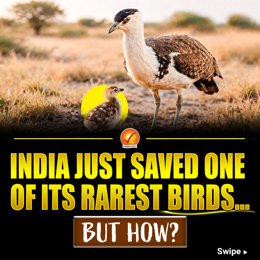 VajiramRavi's tweet image. India records a breakthrough 

A Great Indian Bustard chick born using AI technology — a big step for conserving this critically endangered species.

#GreatIndianBustard #Conservation #UPSC #Environment
