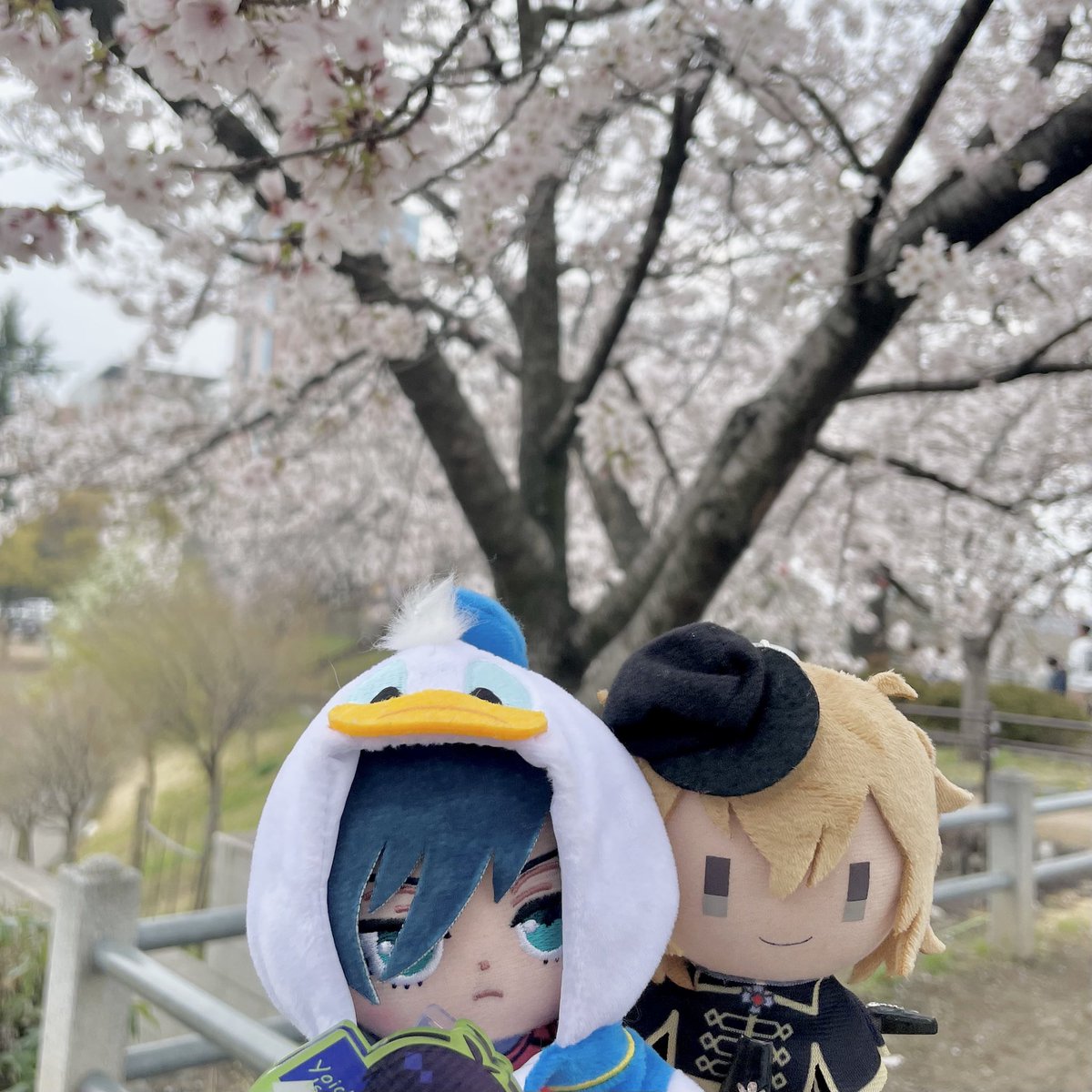 みどくま tweet media