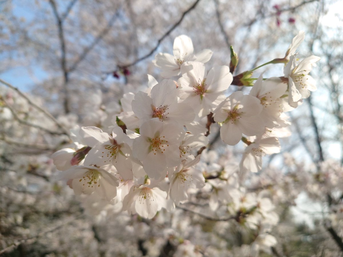 週末に花見🌸楽しんだので期末のお仕事がよりしんどい。