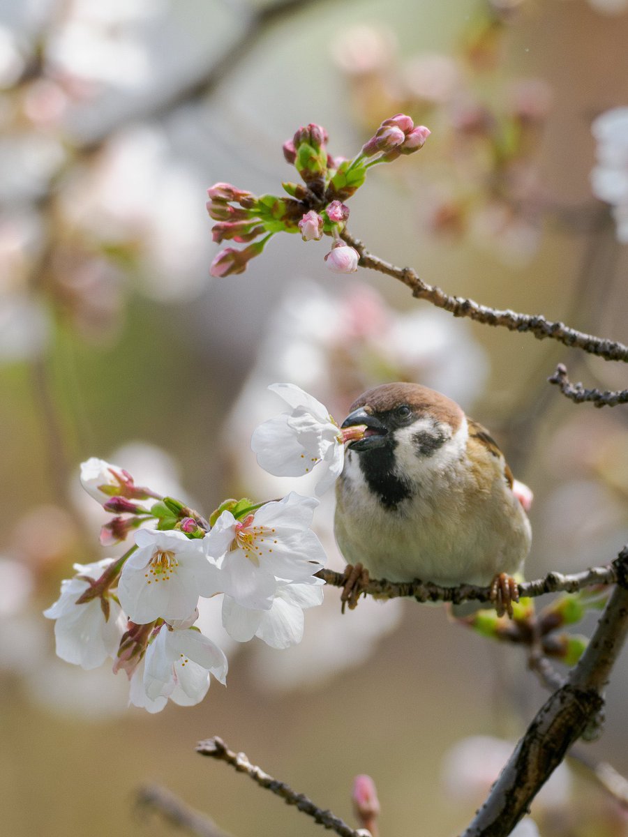 コウカ | カメライター・漫画原作者 tweet media