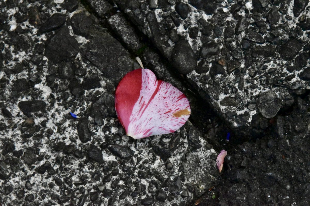 たまむ始 tweet media