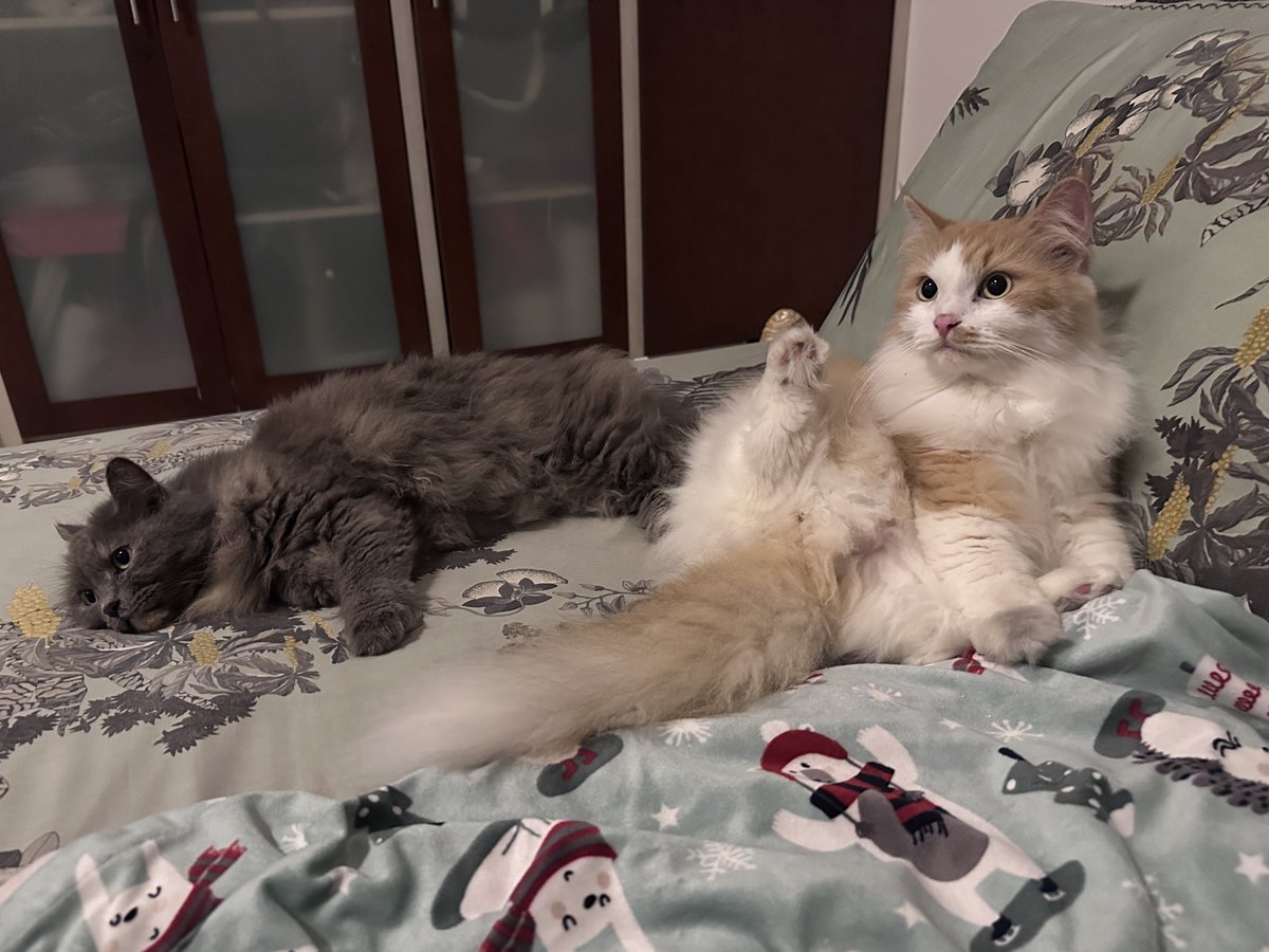 halo aku kucing tweet media