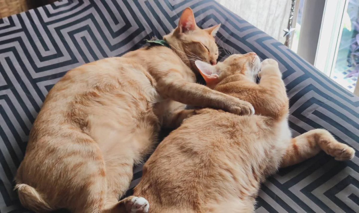 MeAReS ll TeNaRieL tweet media