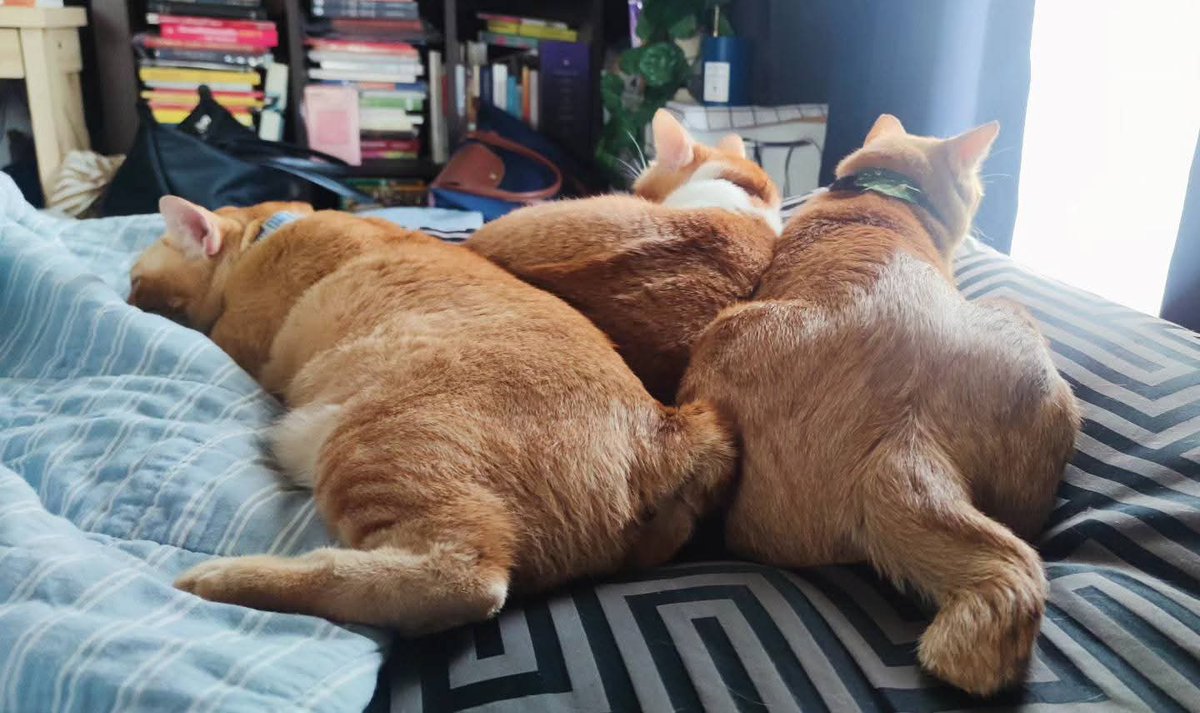 MeAReS ll TeNaRieL tweet media