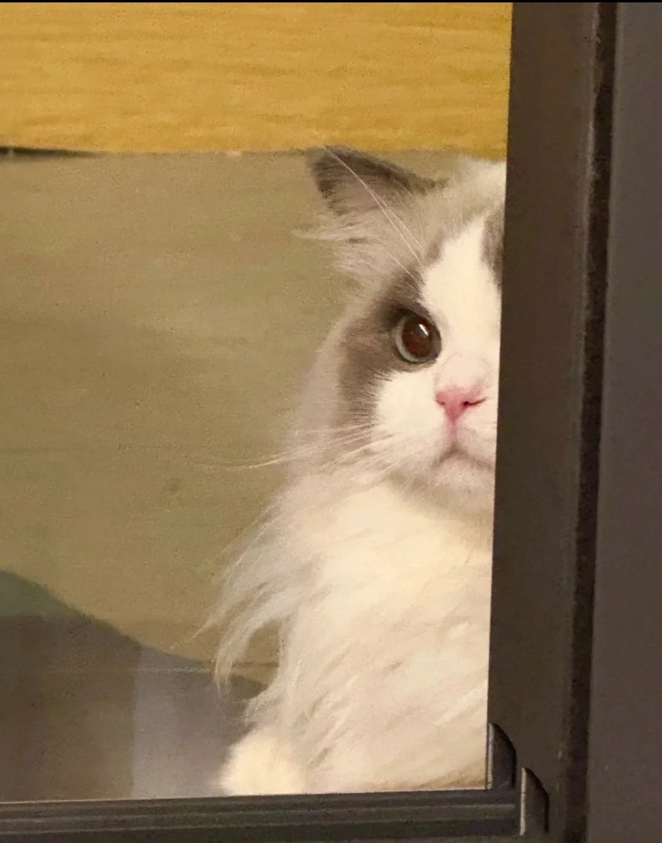 Грди tweet media