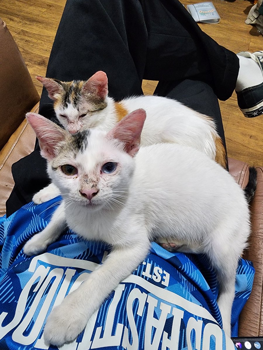 sunda struggle tweet media