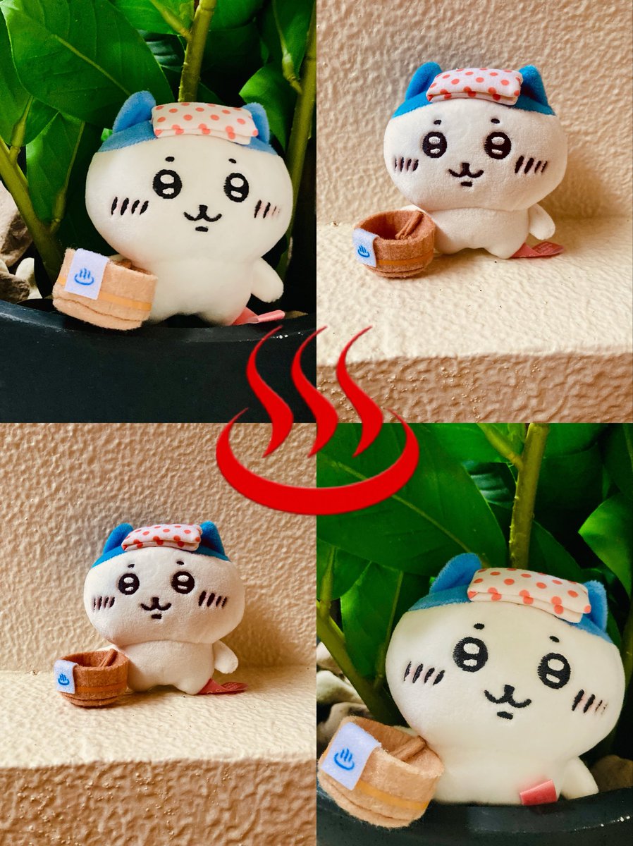 にゃんこおれ🐾 tweet media