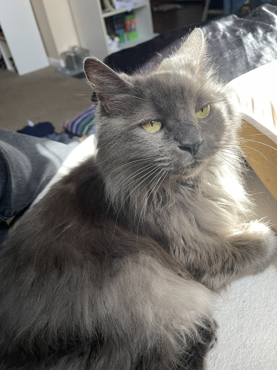 pepper 🌶️ & lugosi 🧛🏻‍♂️ tweet media