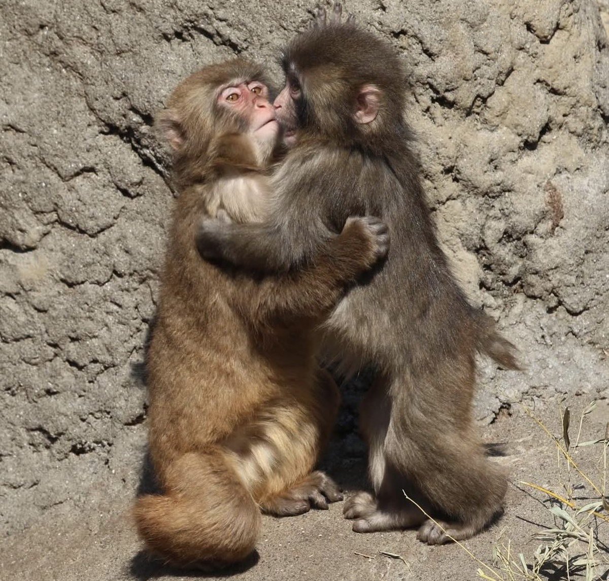 Susana Alvarez tweet media