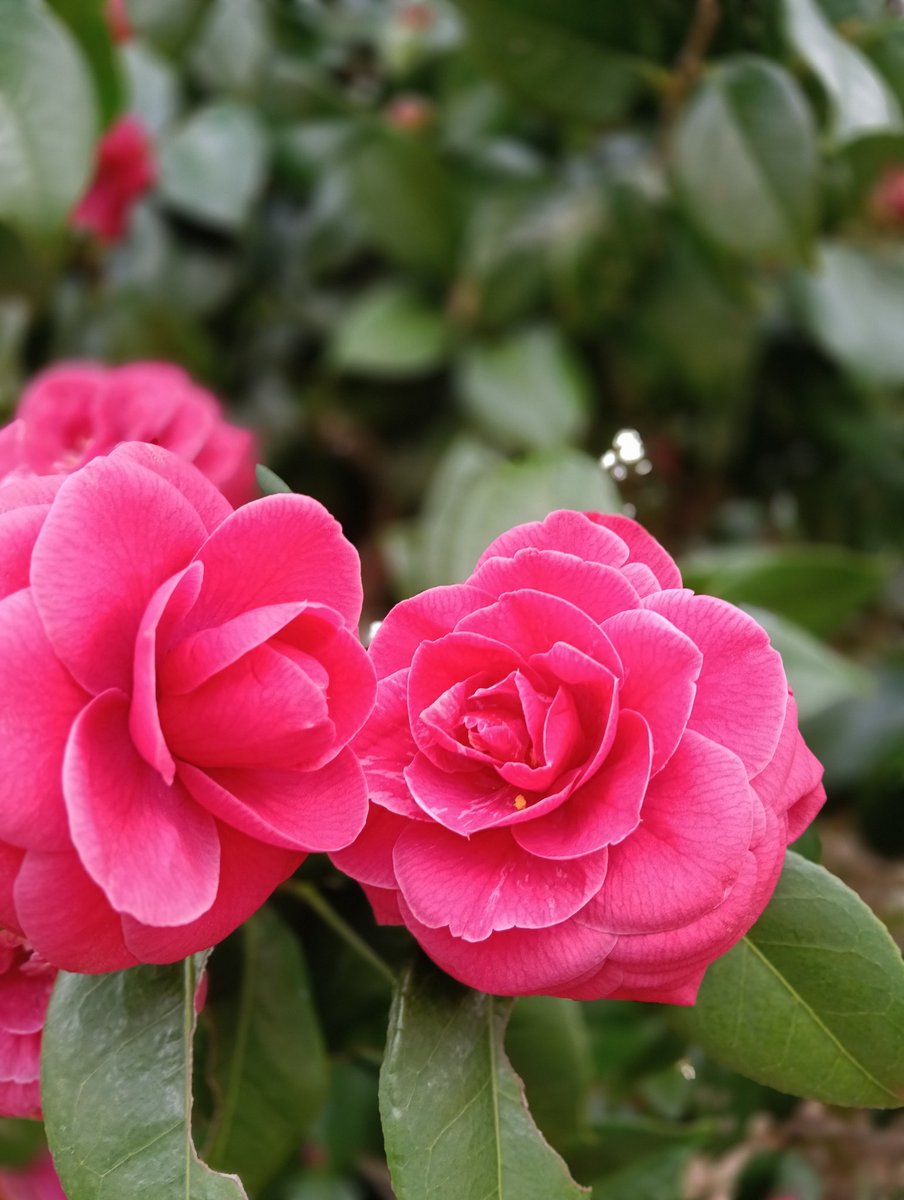 hal@タグ・ペア画 tweet media