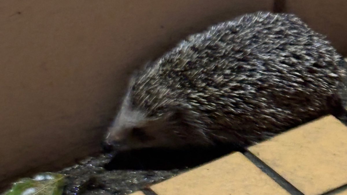 単女🐼の個人垢 tweet media