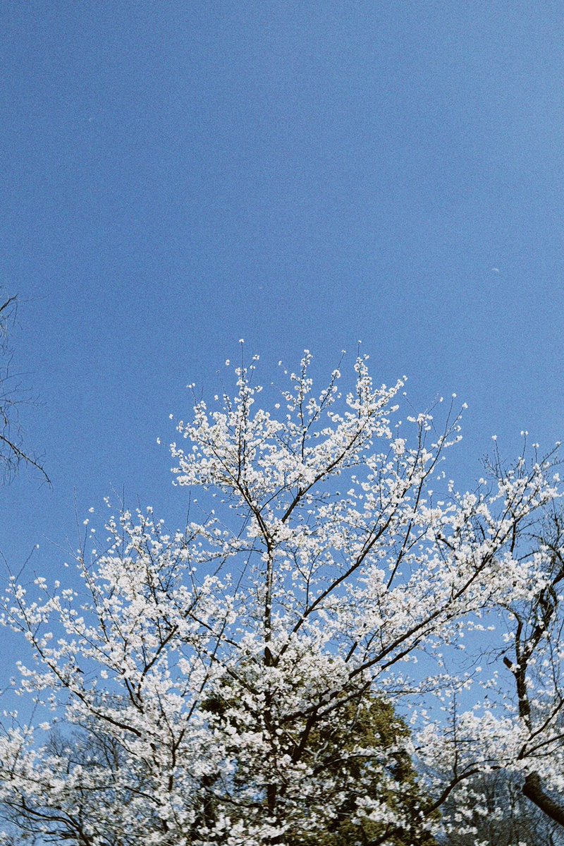 haru wagnus tweet media