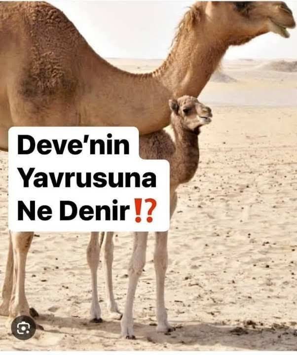 kumtanesi tweet media