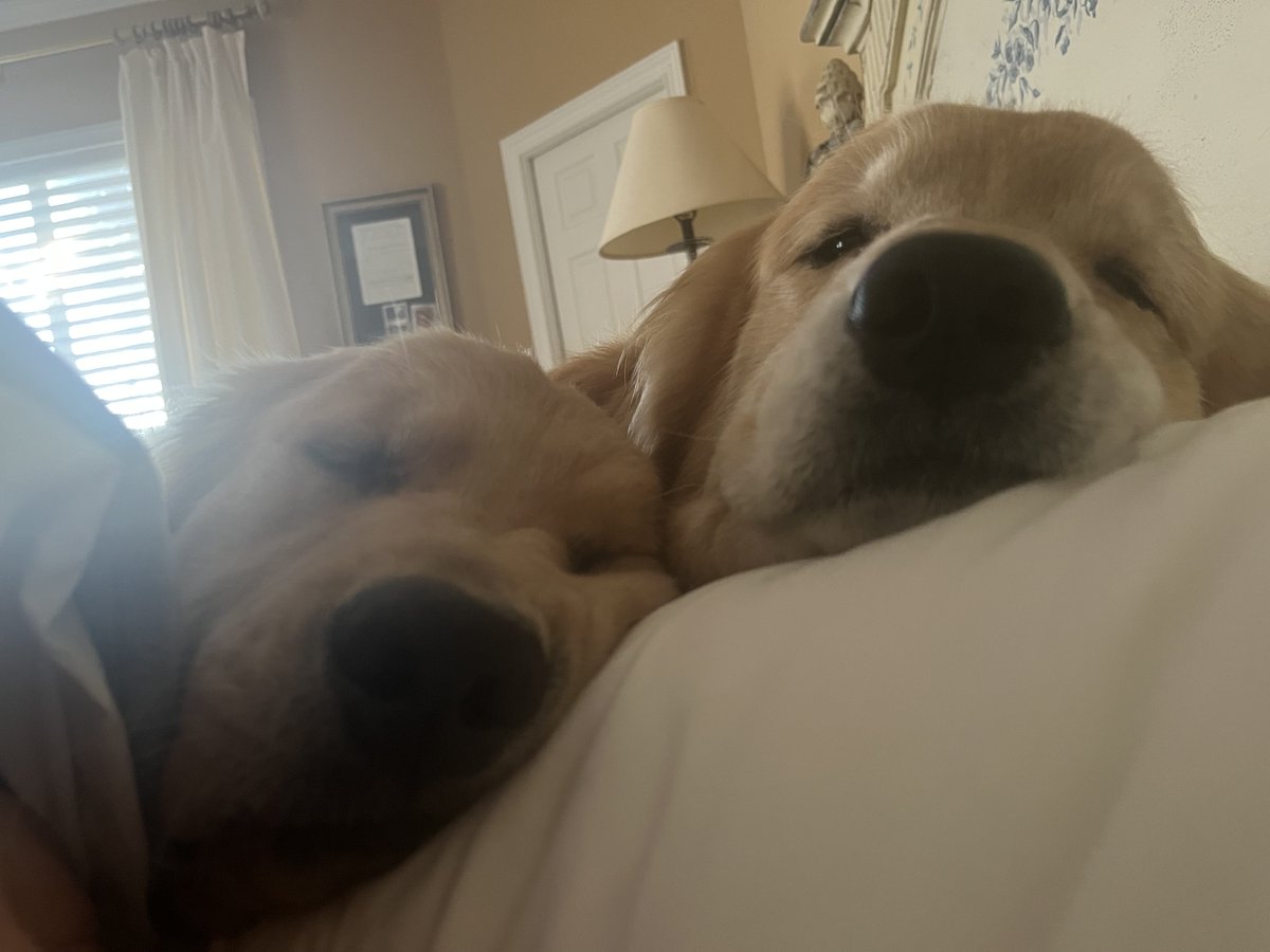 Susan 🇺🇸🐊 tweet media