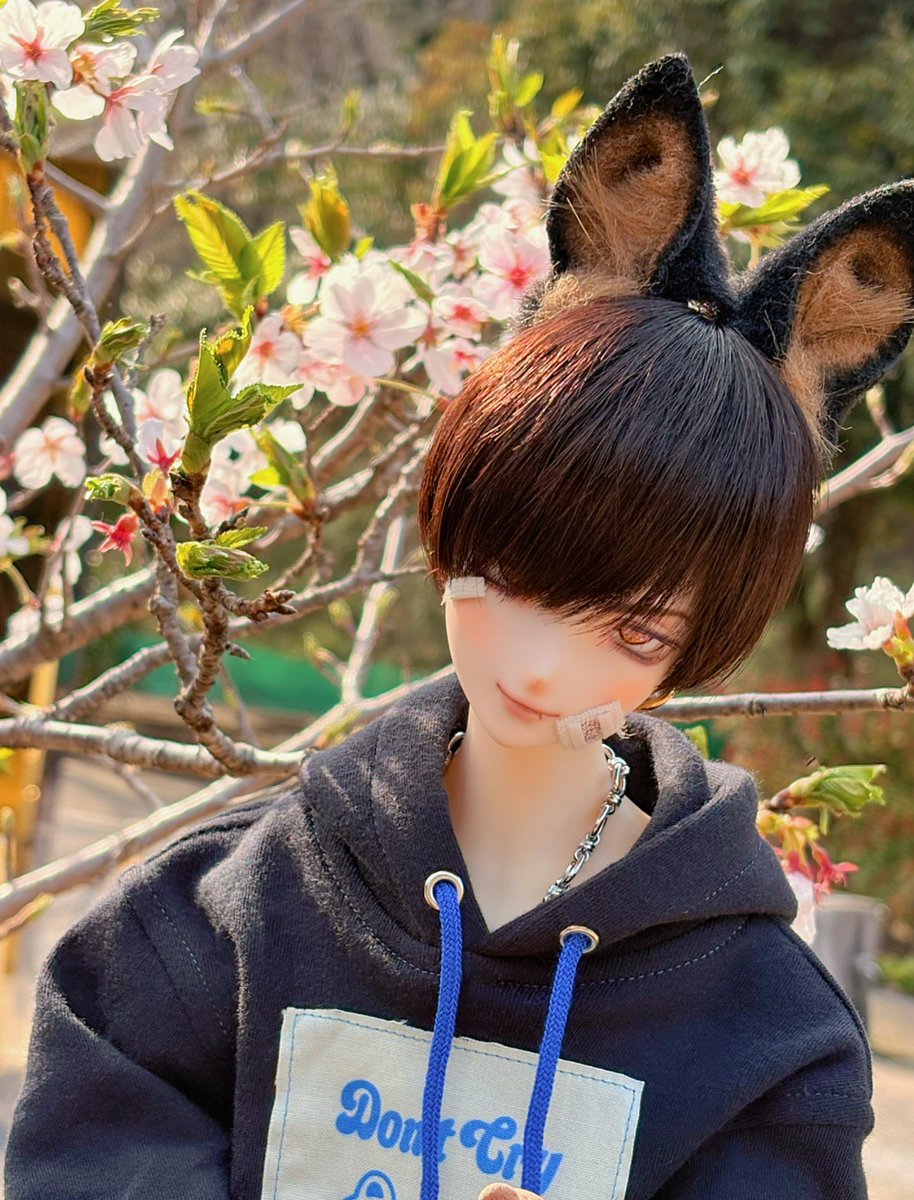 path_doll_sub's tweet photo. 桜のお写真ないじゃん！ってなったので桜です🫴🌸 https://t.co/P4cKnpKMFF