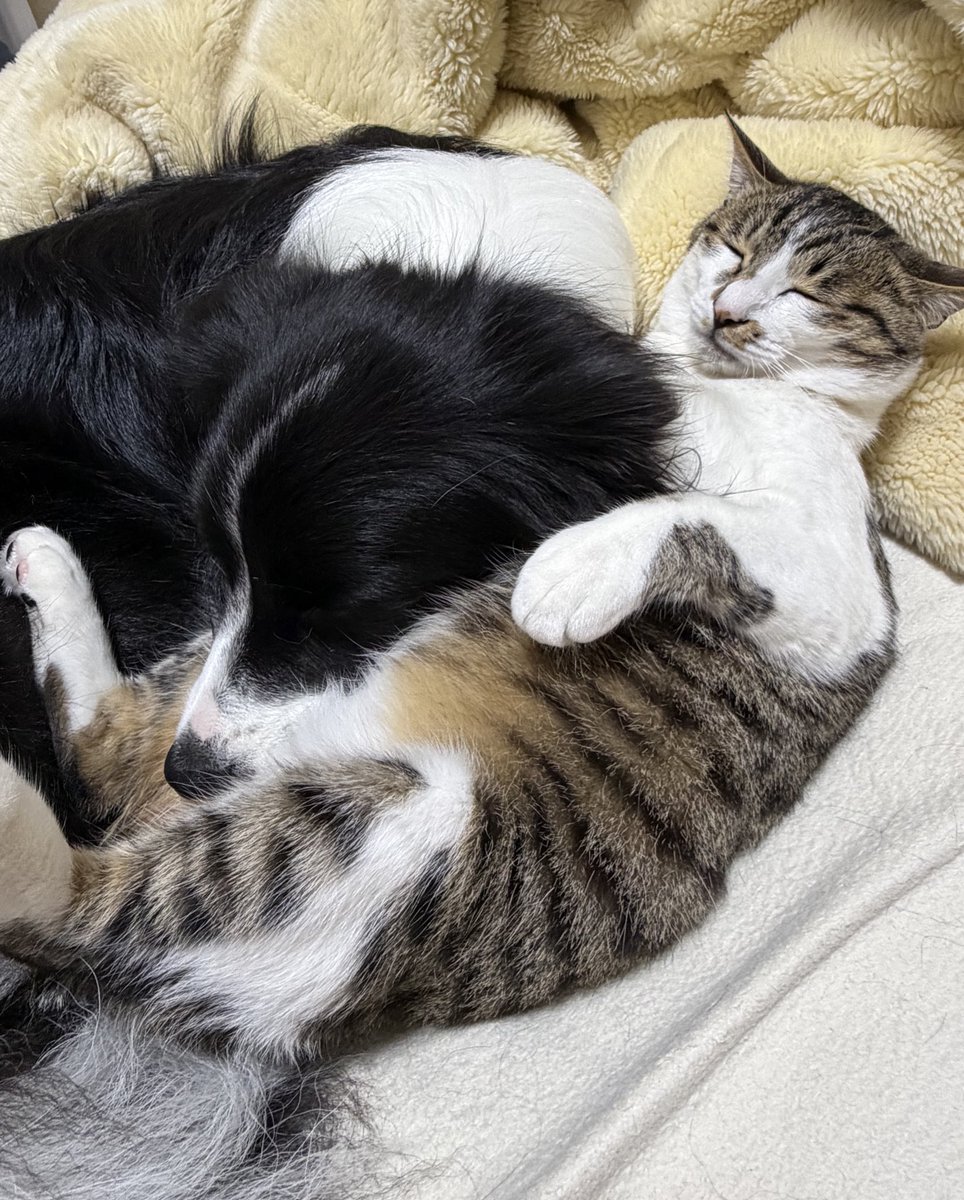 ボーダーコリーしずく tweet media