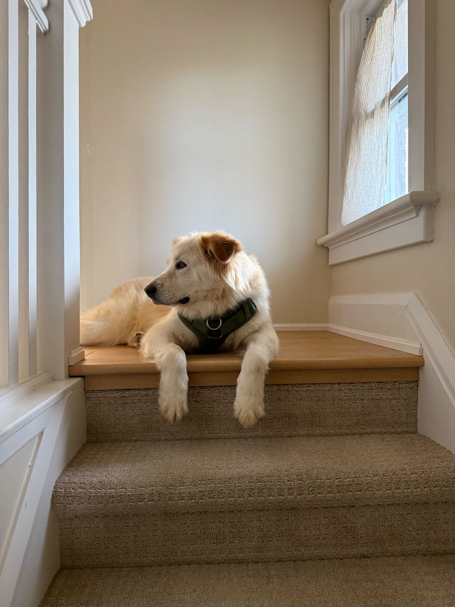 tim peckover tweet media