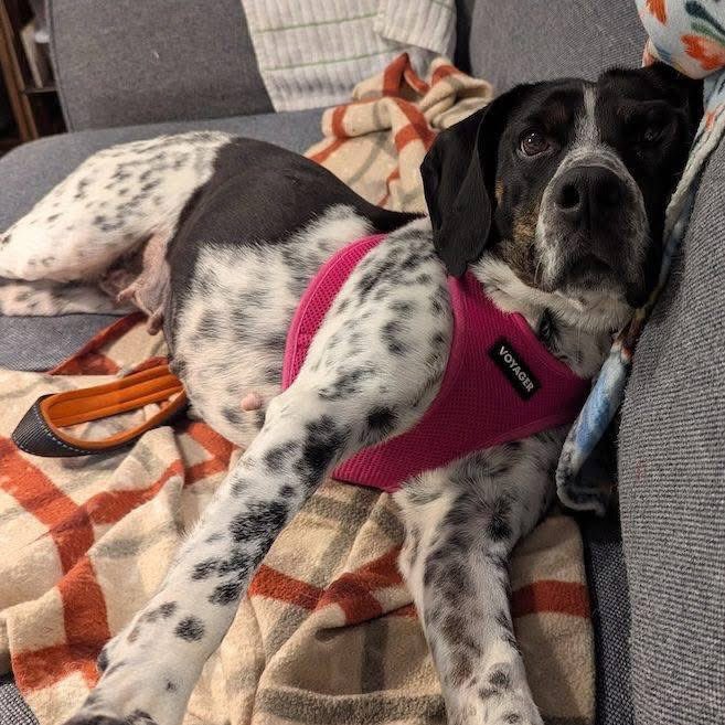 TriBeagles tweet media