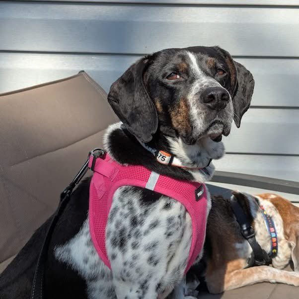 TriBeagles tweet media