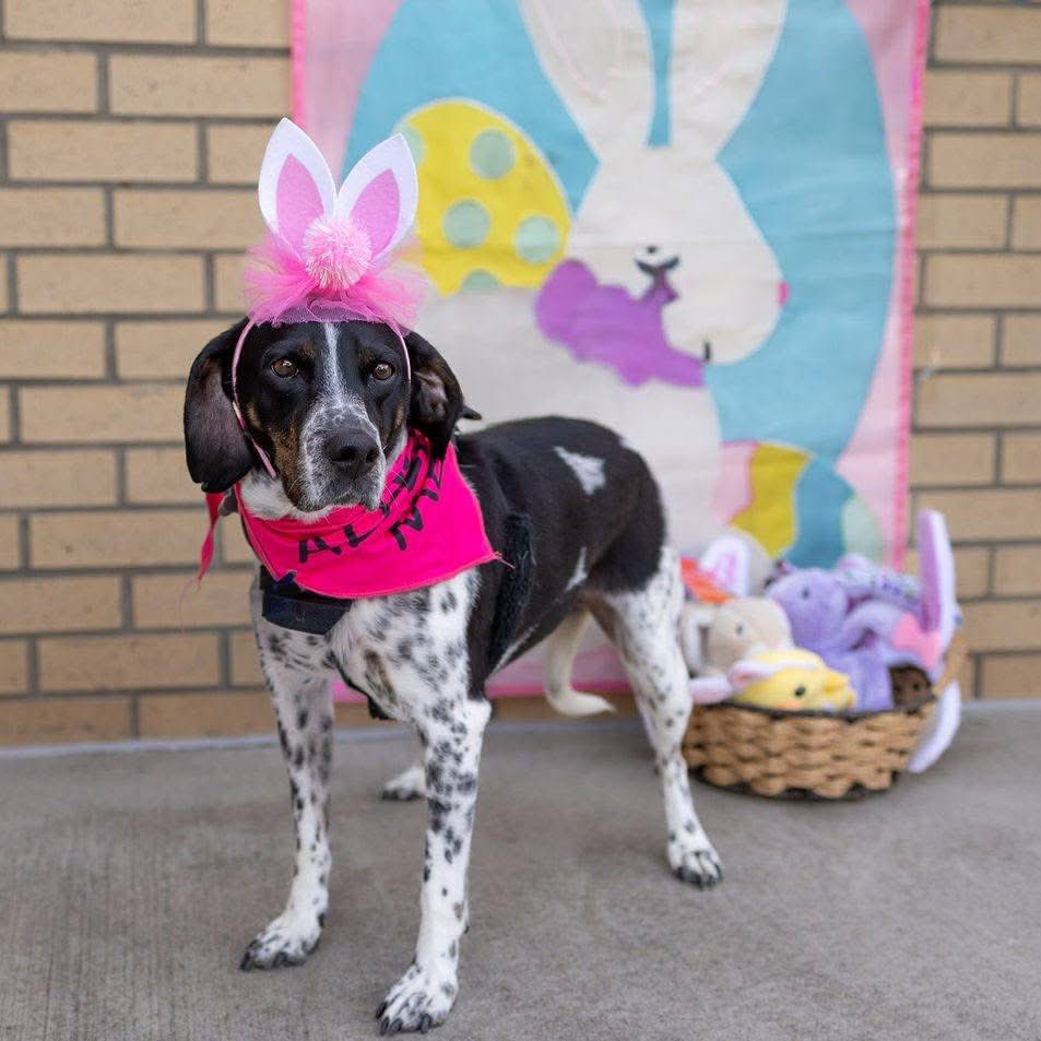 TriBeagles tweet media