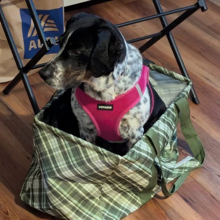 TriBeagles tweet media