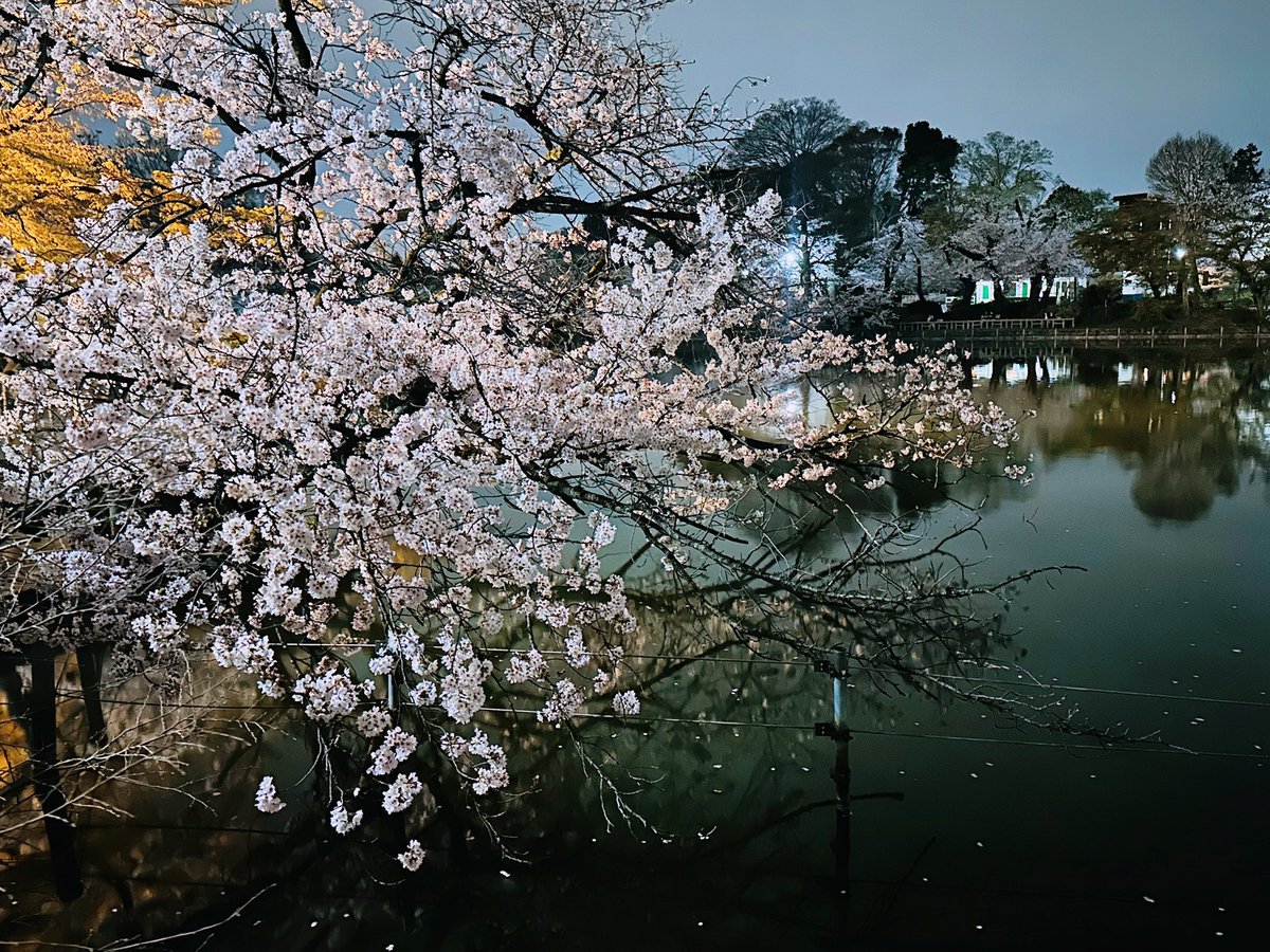 藤吉🌹 tweet media