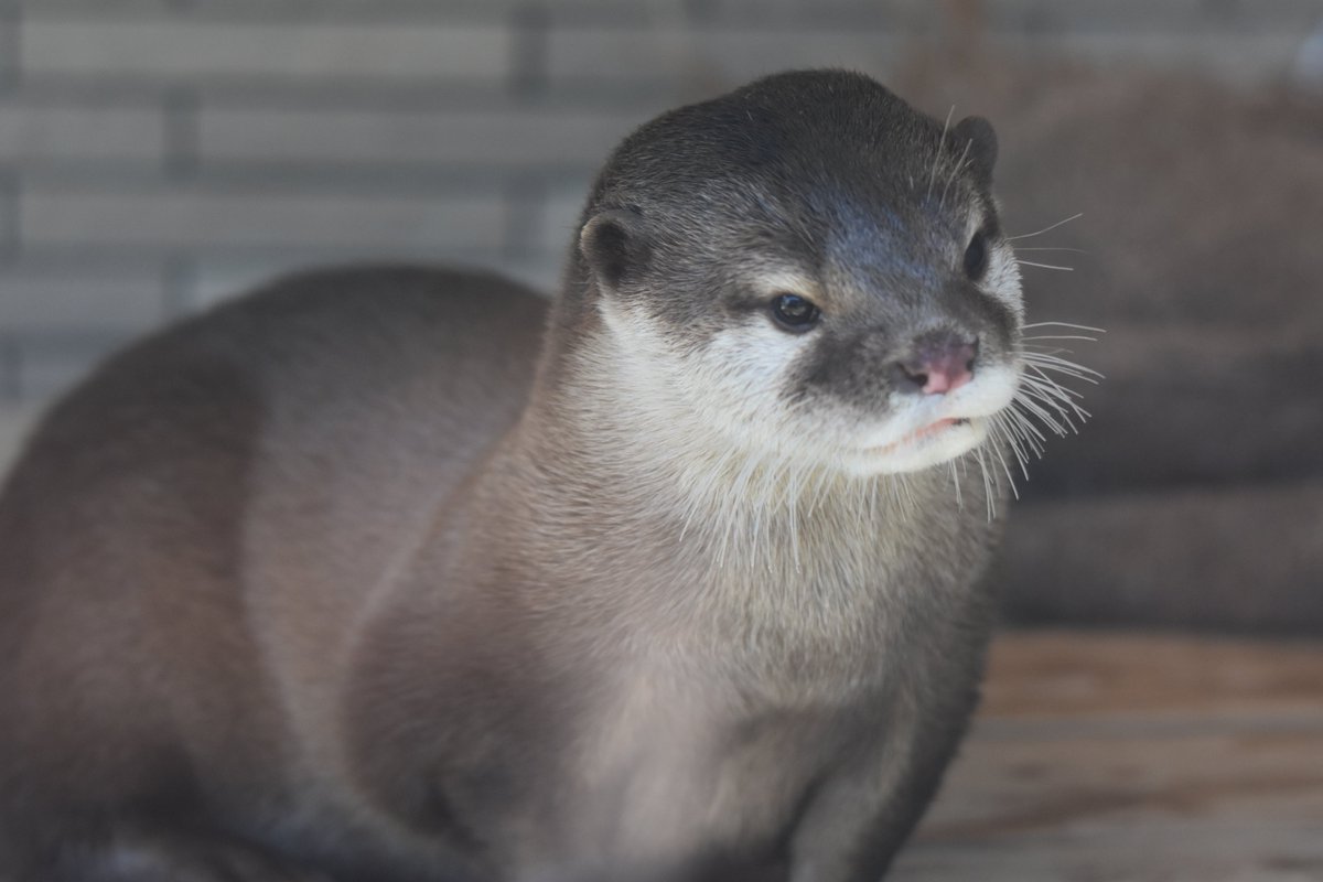 かわ@1228 tweet media