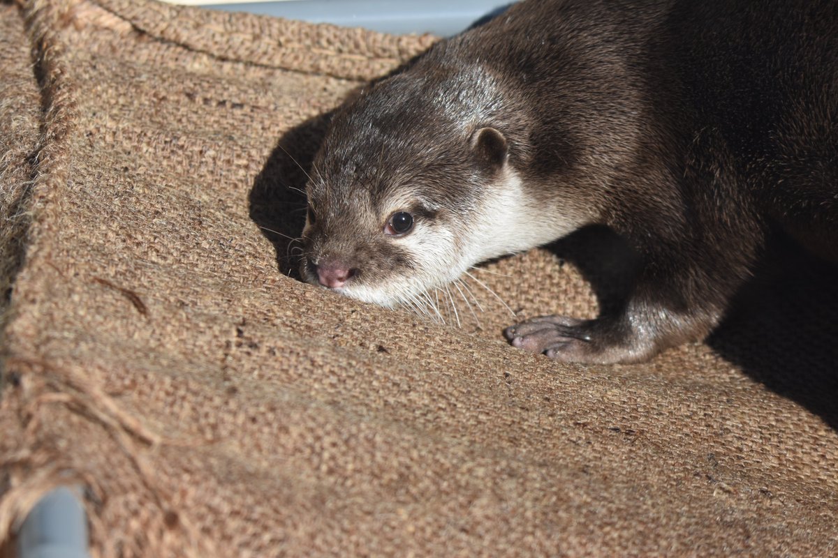 かわ@1228 tweet media