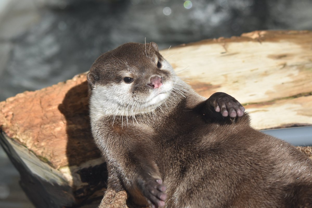 かわ@1228 tweet media