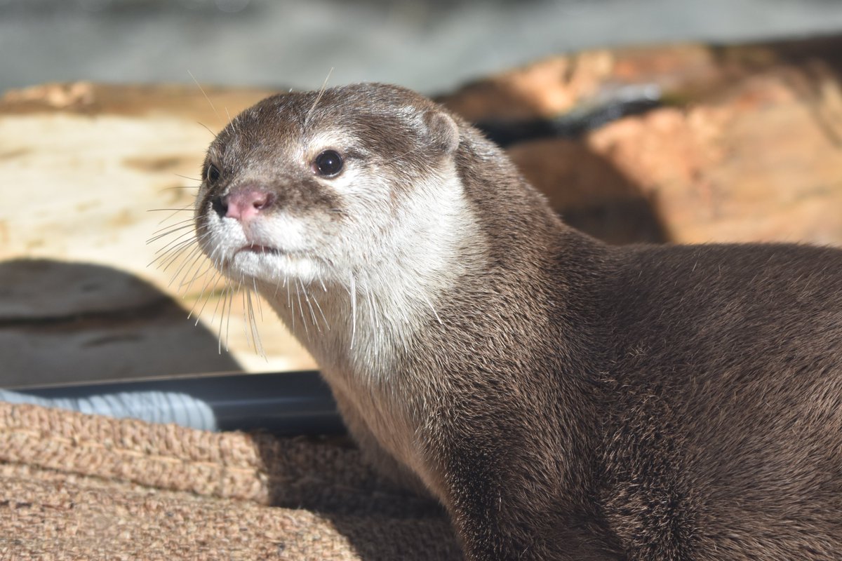 かわ@1228 tweet media